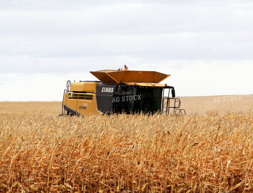 Corn Harvest 141473
