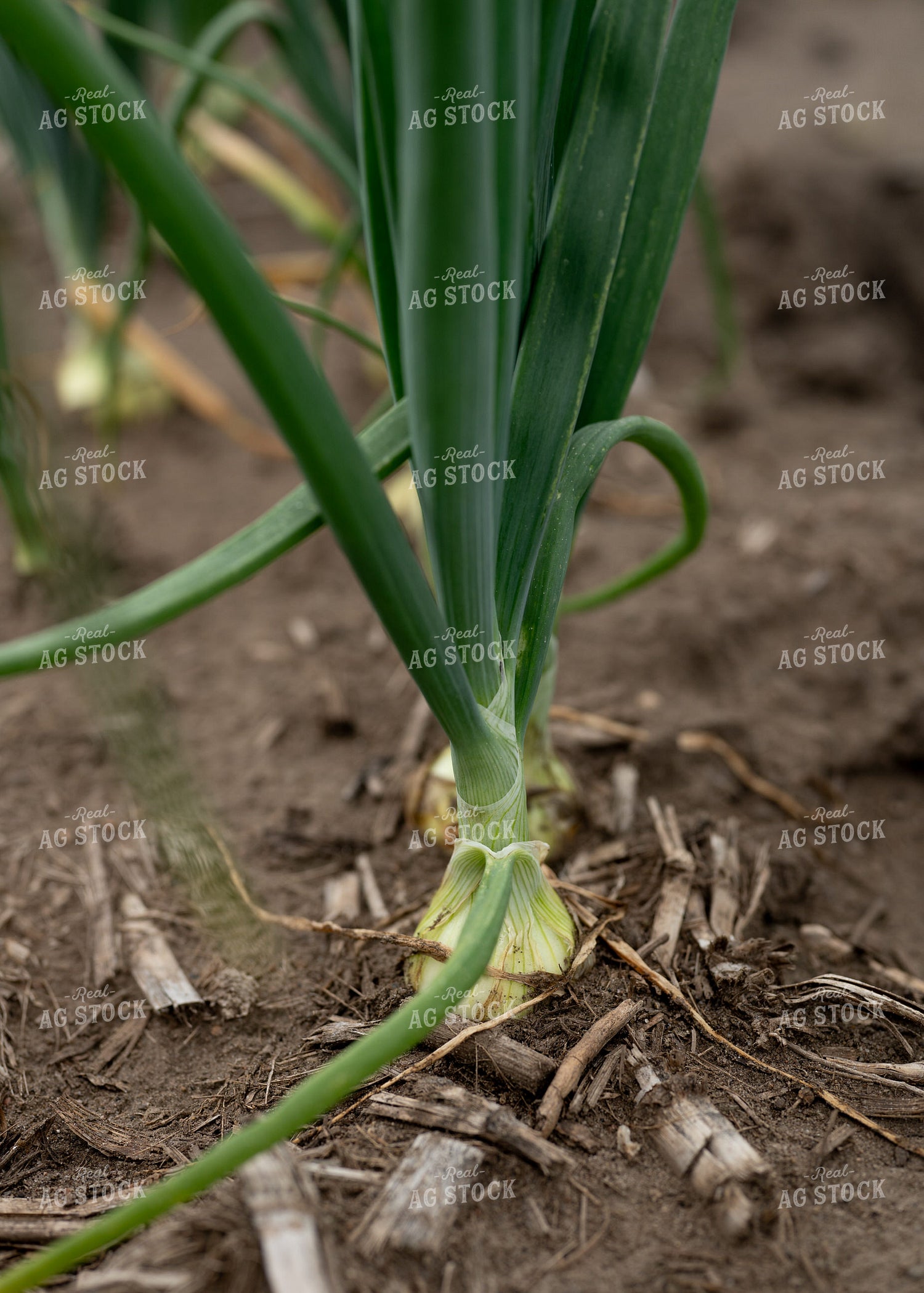 Onion Field 185149