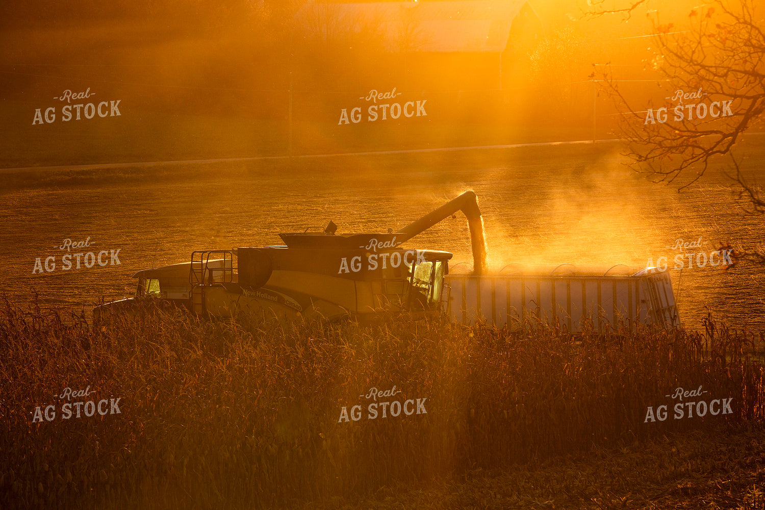 Corn Harvest at Sunset 55340
