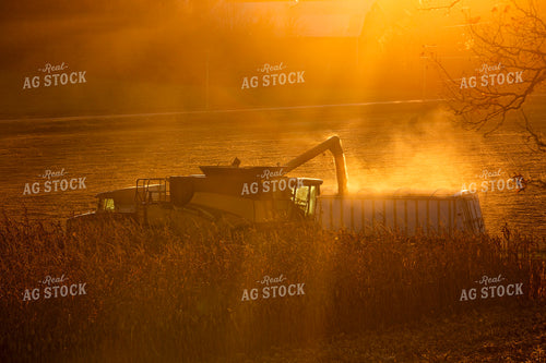 Corn Harvest at Sunset 55340