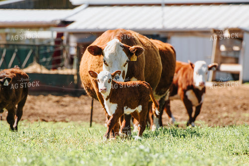 Hereford Cow and Calf in Pasture 68041