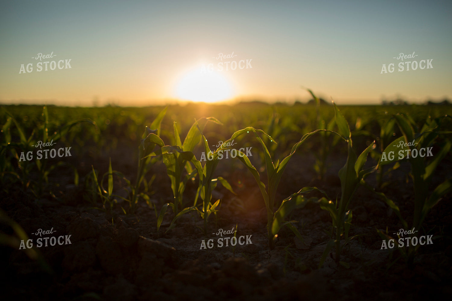Corn - Early Growth 1090