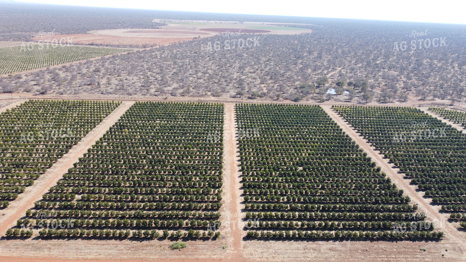 Aerial of Orchard 122014