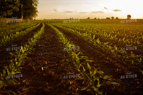 Early Growth Corn 6320