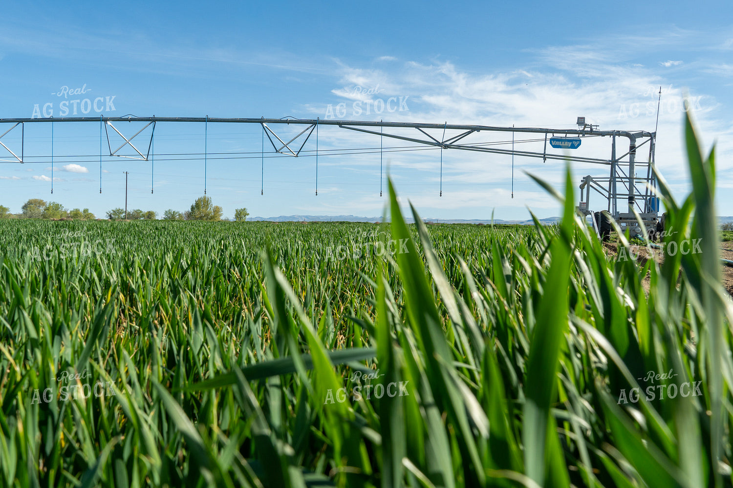 Winter Wheat Cover Crops 65683