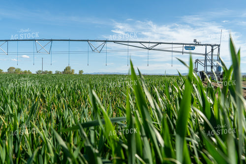 Winter Wheat Cover Crops 65683