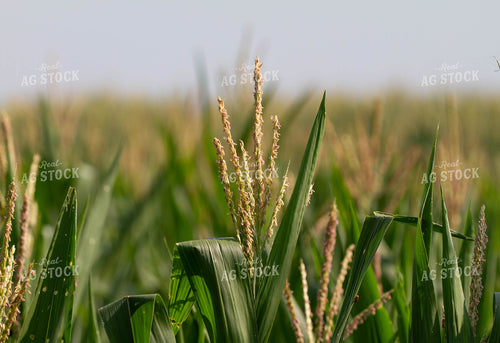Corn Tassel 79059