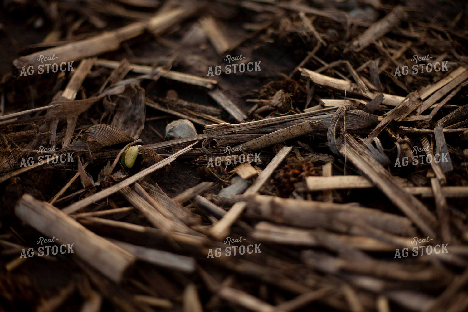 Soybeans - Early Growth 1436