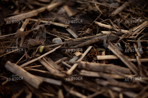 Soybeans - Early Growth 1436