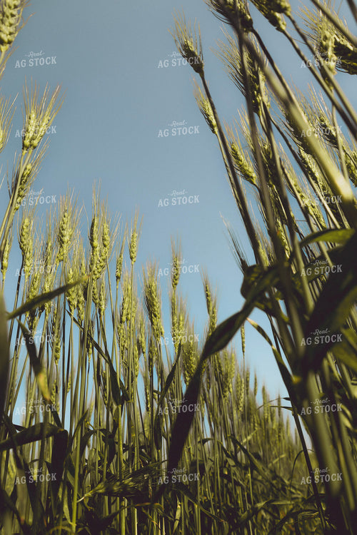 Wheat Field 187367