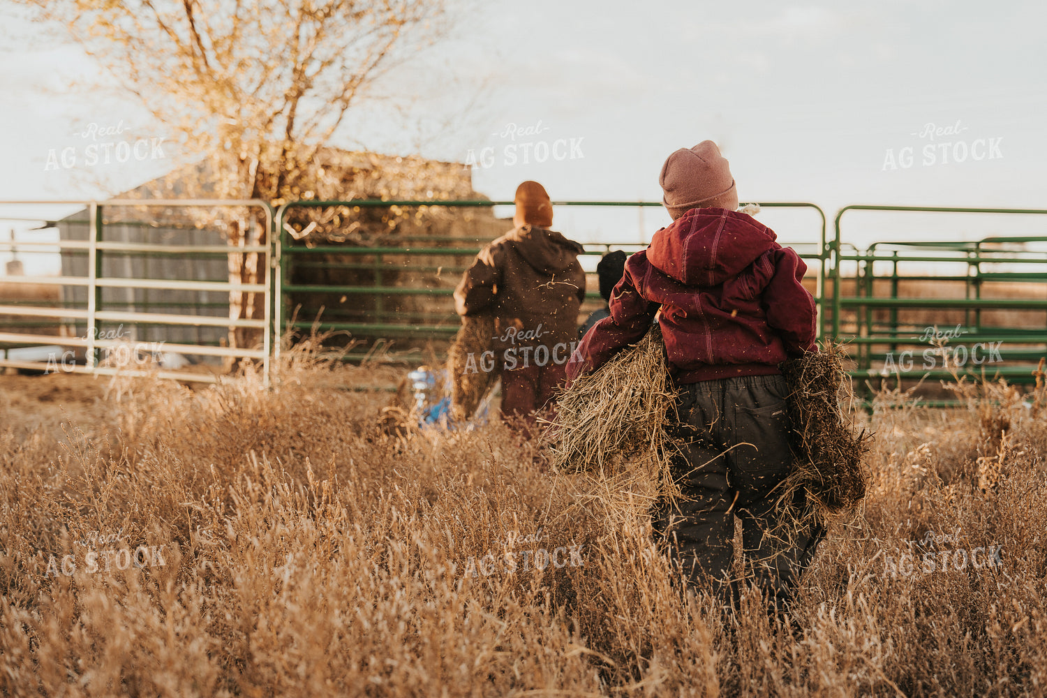 Ranch Kids Doing Chores 61242