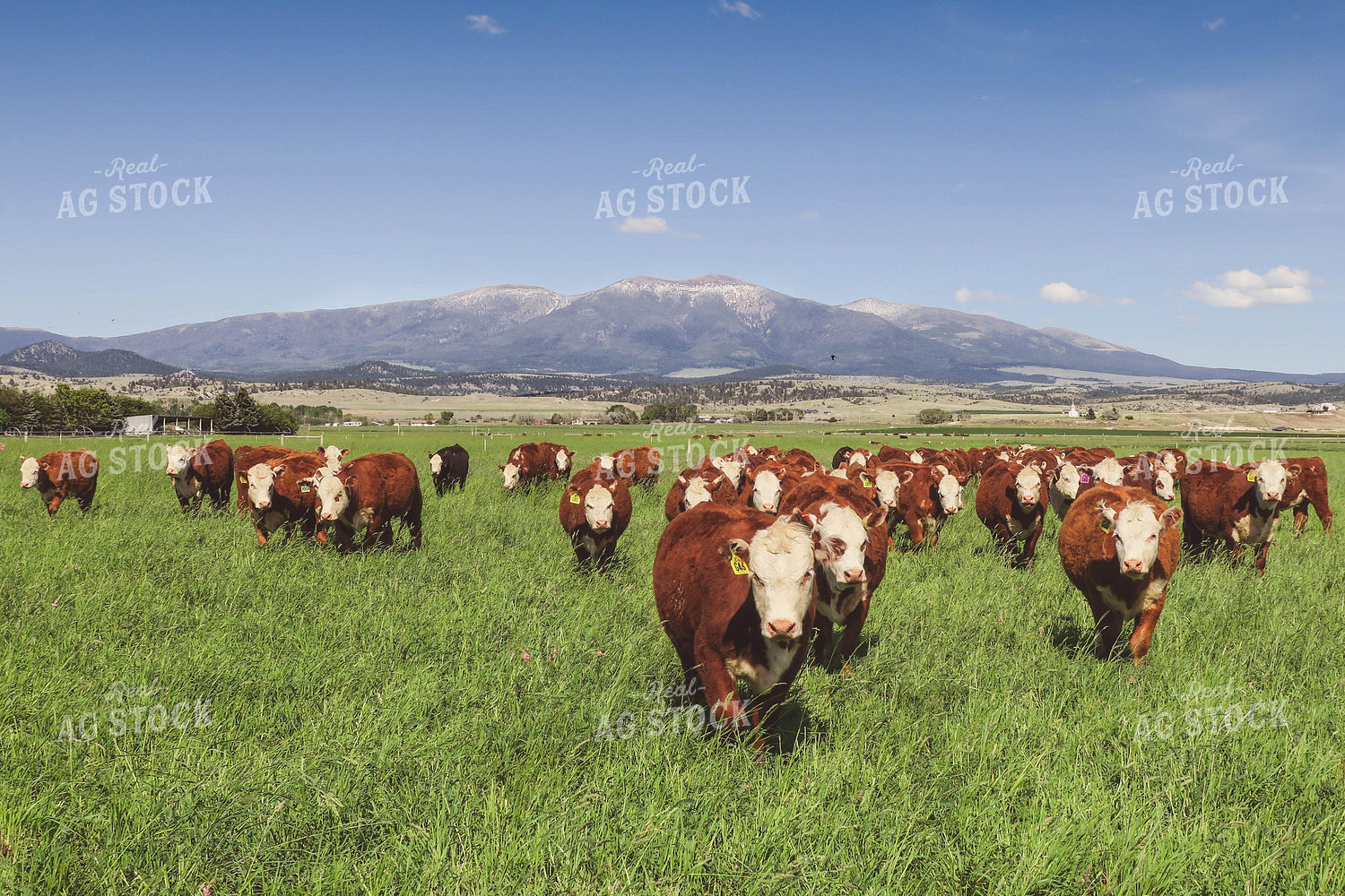 Hereford Cattle in Pasture 81123