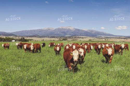 Hereford Cattle in Pasture 81123