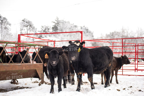 Angus Calves in Snow 74024