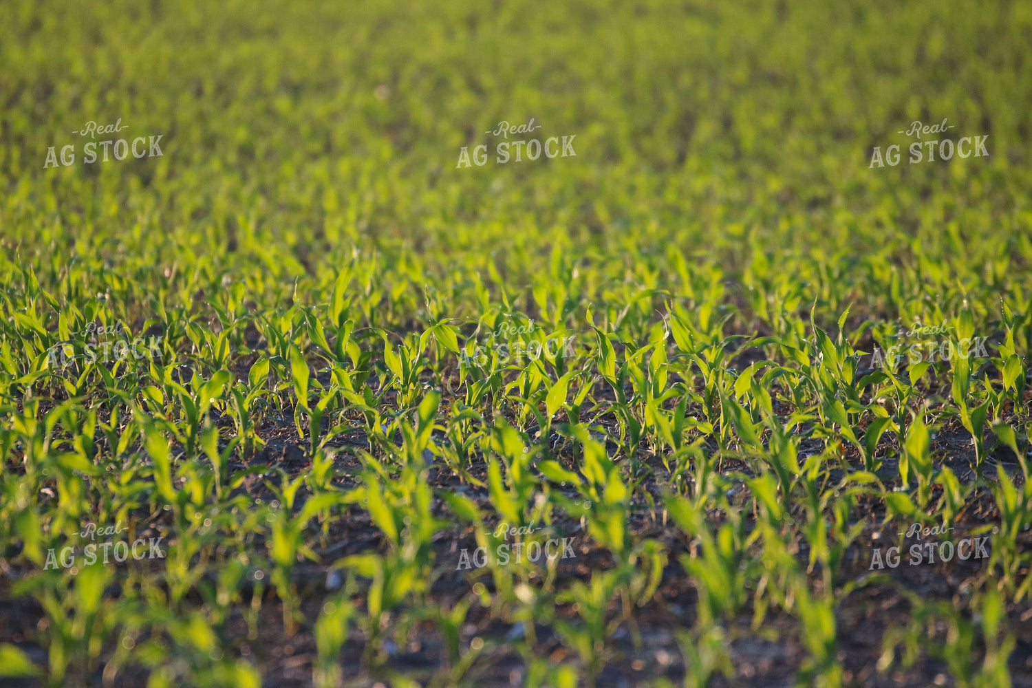 Early Season Corn 82311