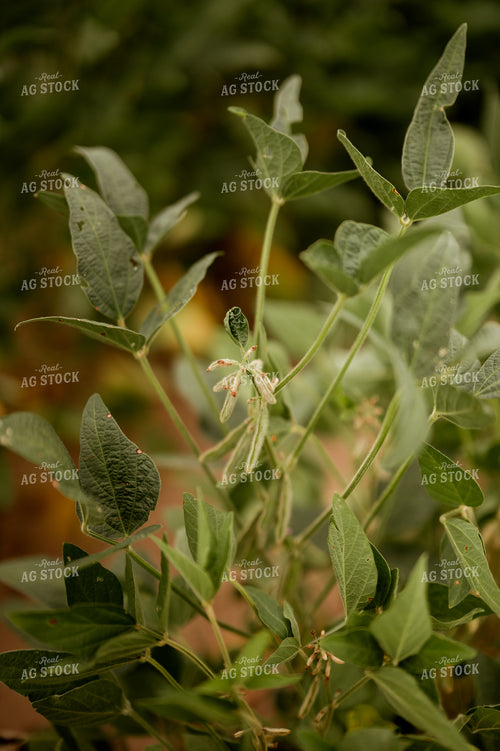 Soybean Pods 125164
