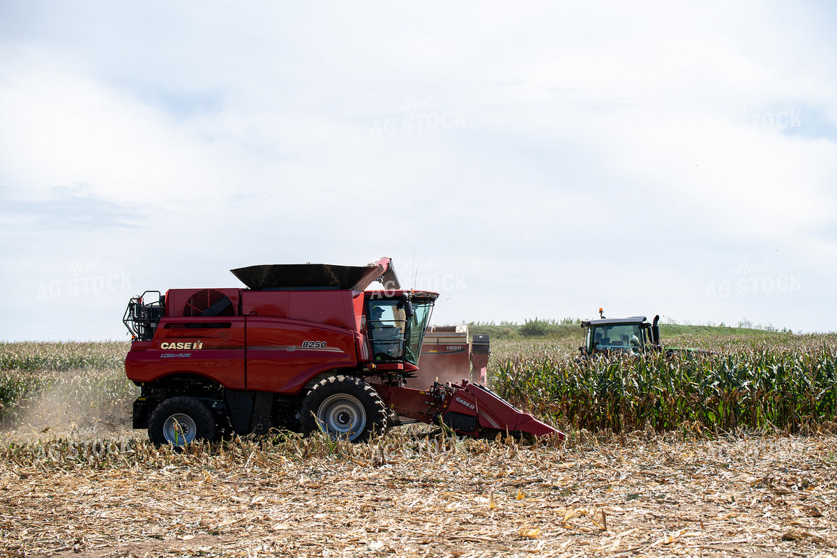 Corn Harvest 193115