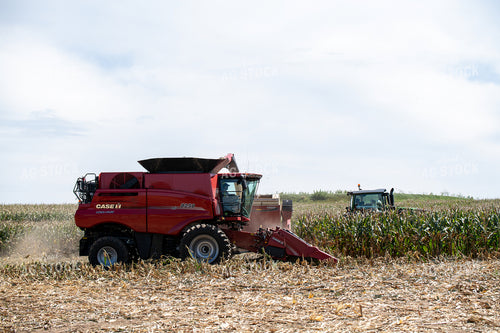 Corn Harvest 193115