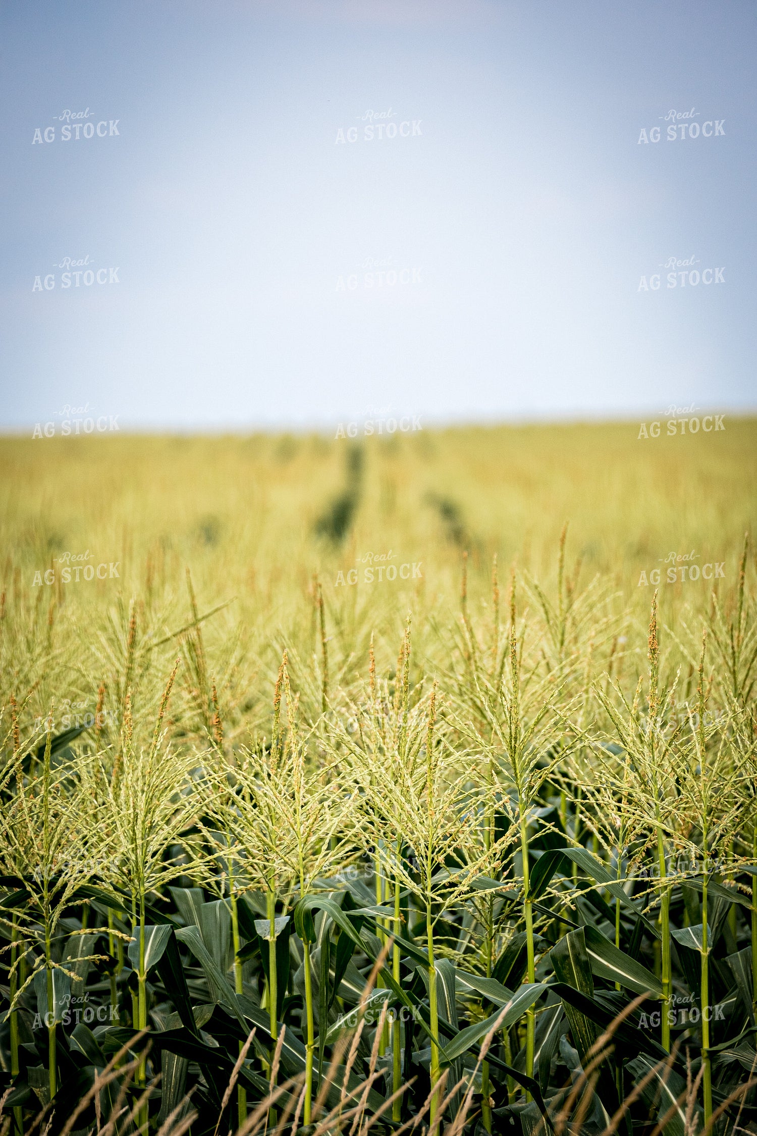 Corn Tassels 250075