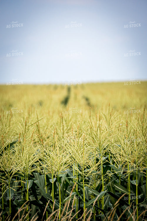 Corn Tassels 250075