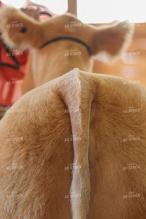 Cattle Show 160450