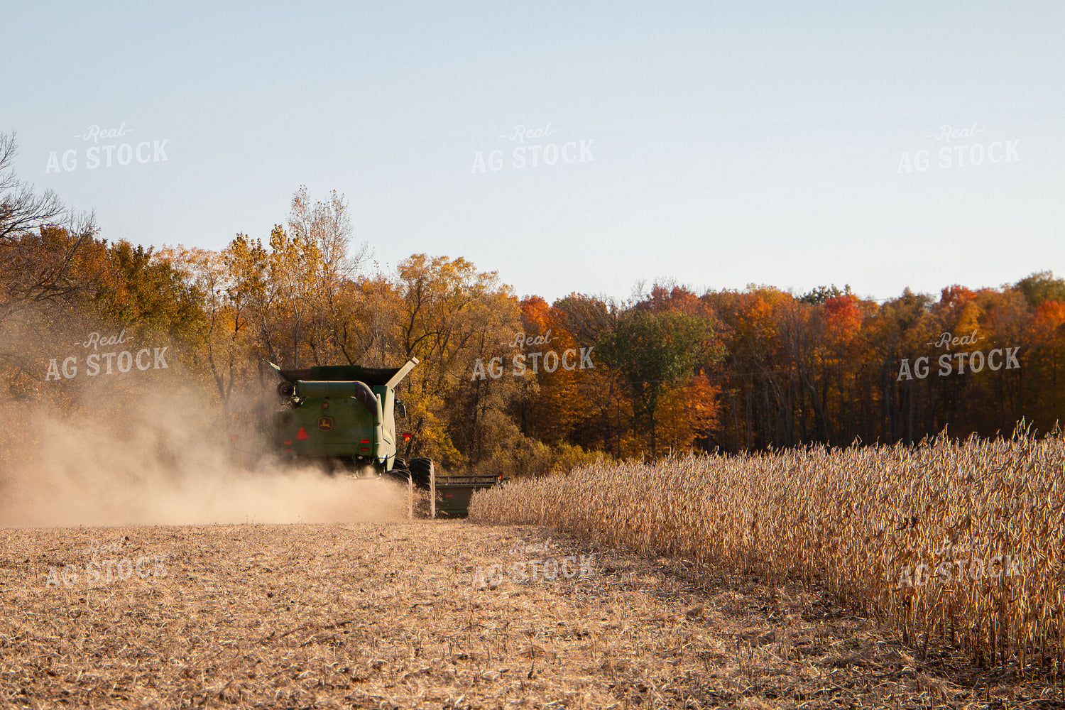 Soybean Harvest 157145