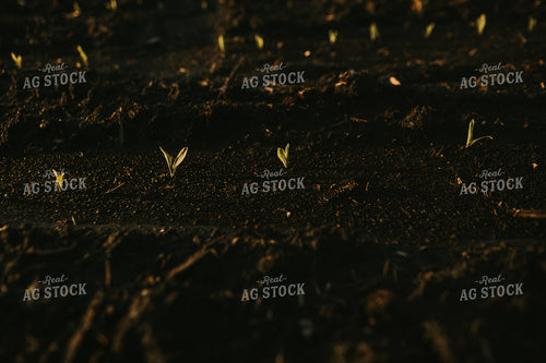 Stage V1 Corn in Dark, Wet Soil 4039