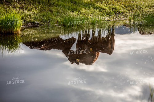 Angus Cattle in Water Reflection 81017