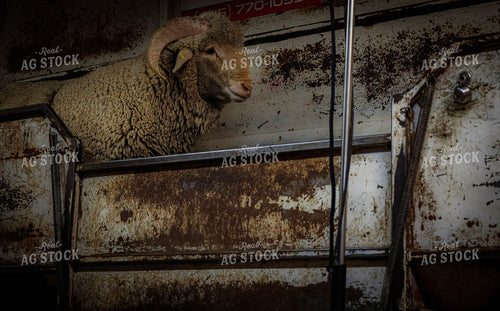 Ram 261143