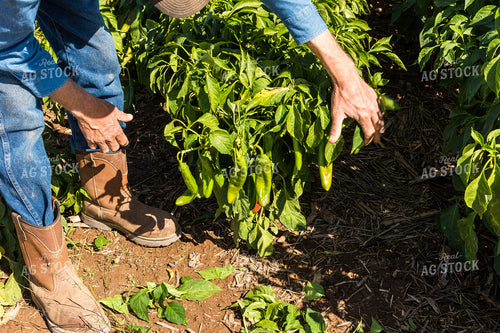 Green Peppers 105069