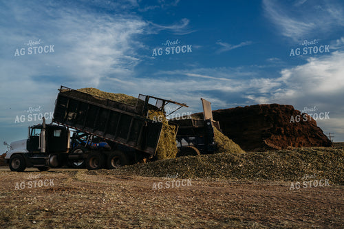 Unloading Harvested Silage 196369