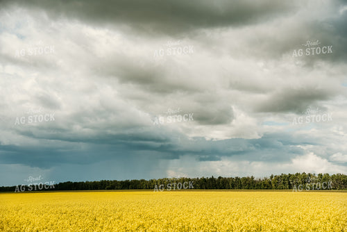Canola Field 64136