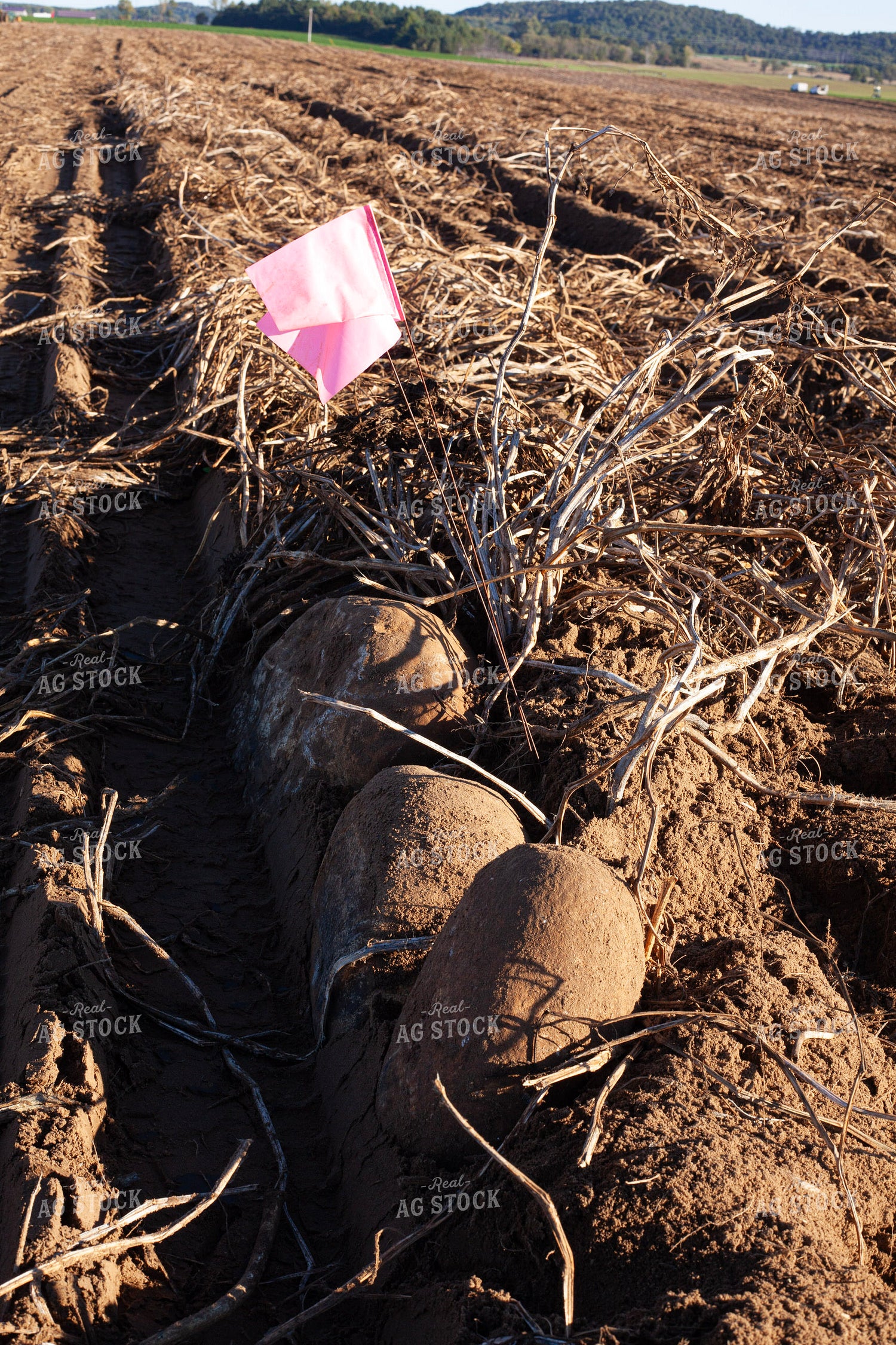 Flagging Rock in Field 132195