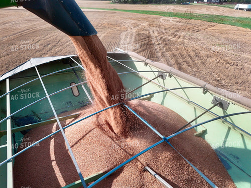 Unloading Harvested Wheat 239618