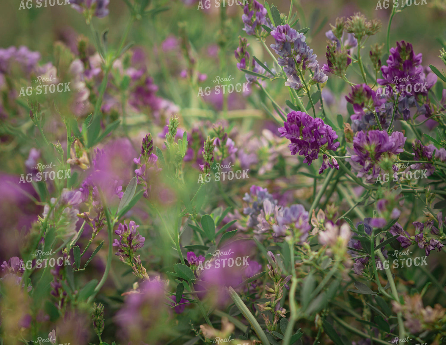 Flowering Alfalfa 135112