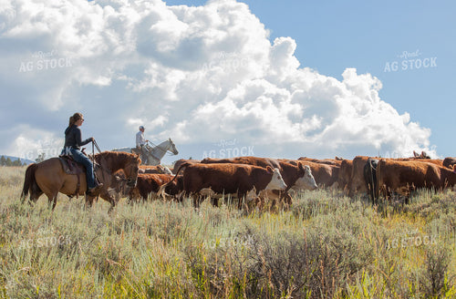 Cattlemen and Hereford Cows 81006
