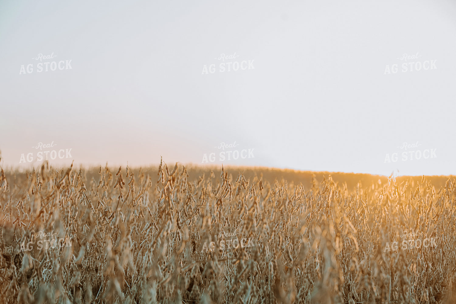 Dried Soybeans 77286