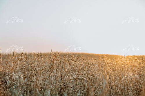 Dried Soybeans 77286