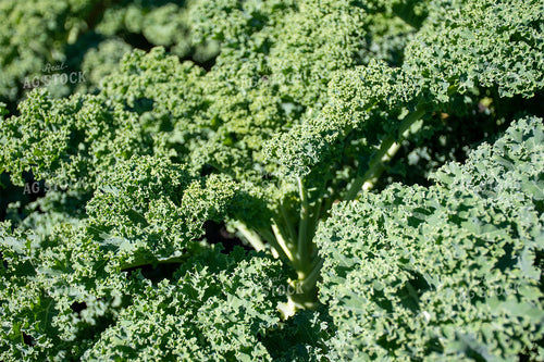 Kale 50202