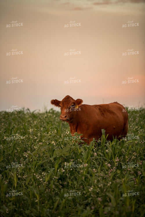 Cattle in Cover Crops 76449