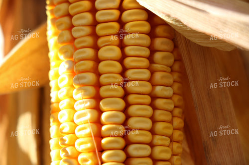Dried Corn Close Up 299221