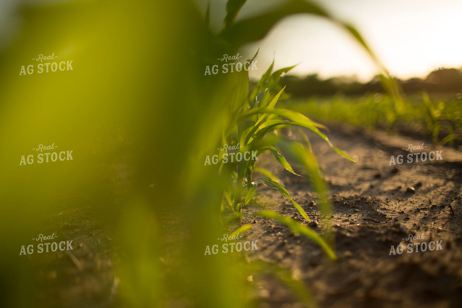 Corn - Early Growth 1070