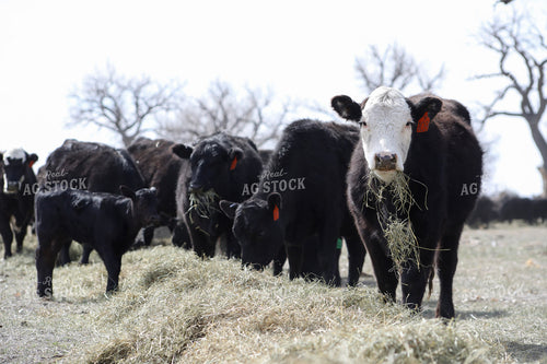 Angus Cow Calf Pairs Eating Hay 117184