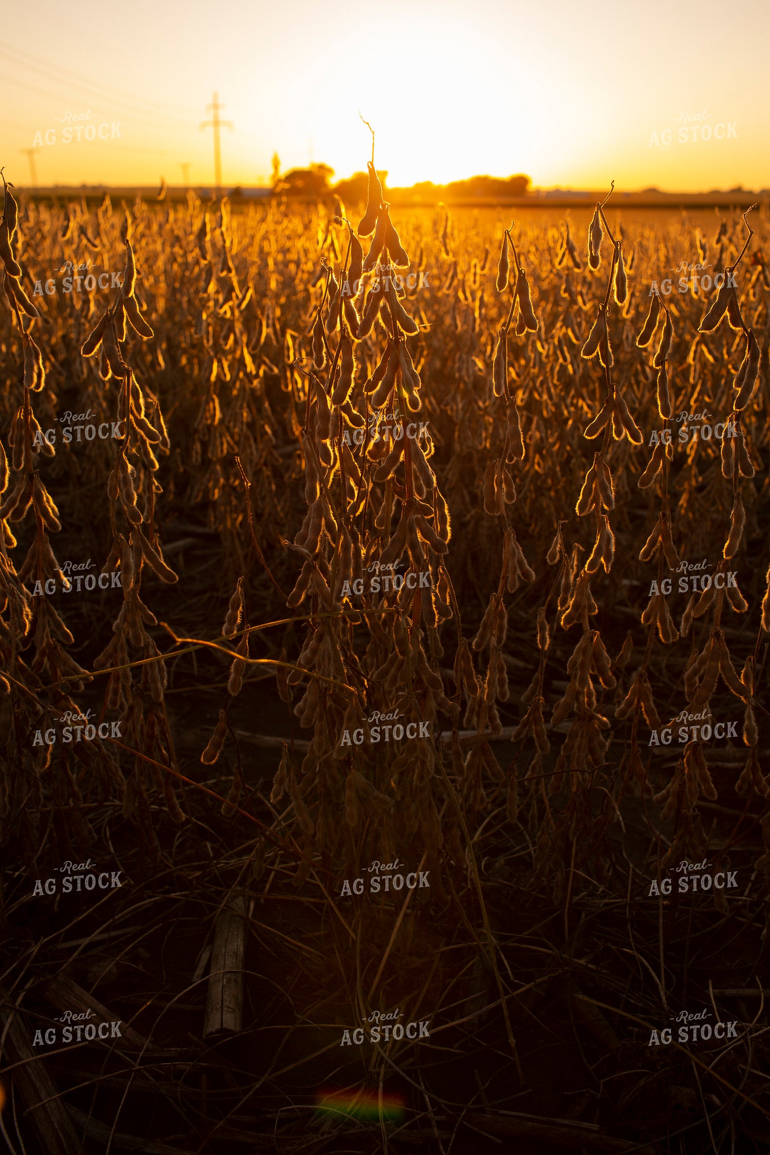 Soybeans - Dry 2468