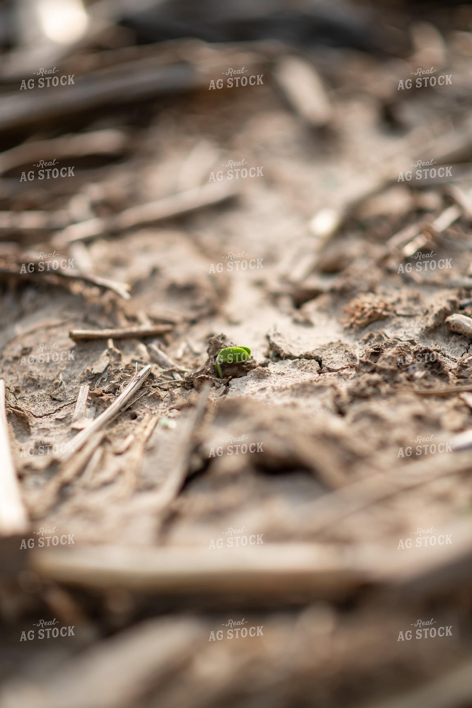 Emerging Soybeans 76670