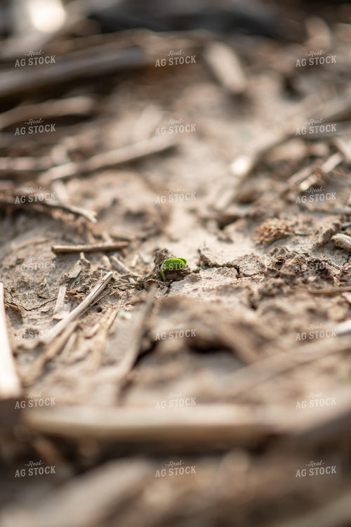 Emerging Soybeans 76670