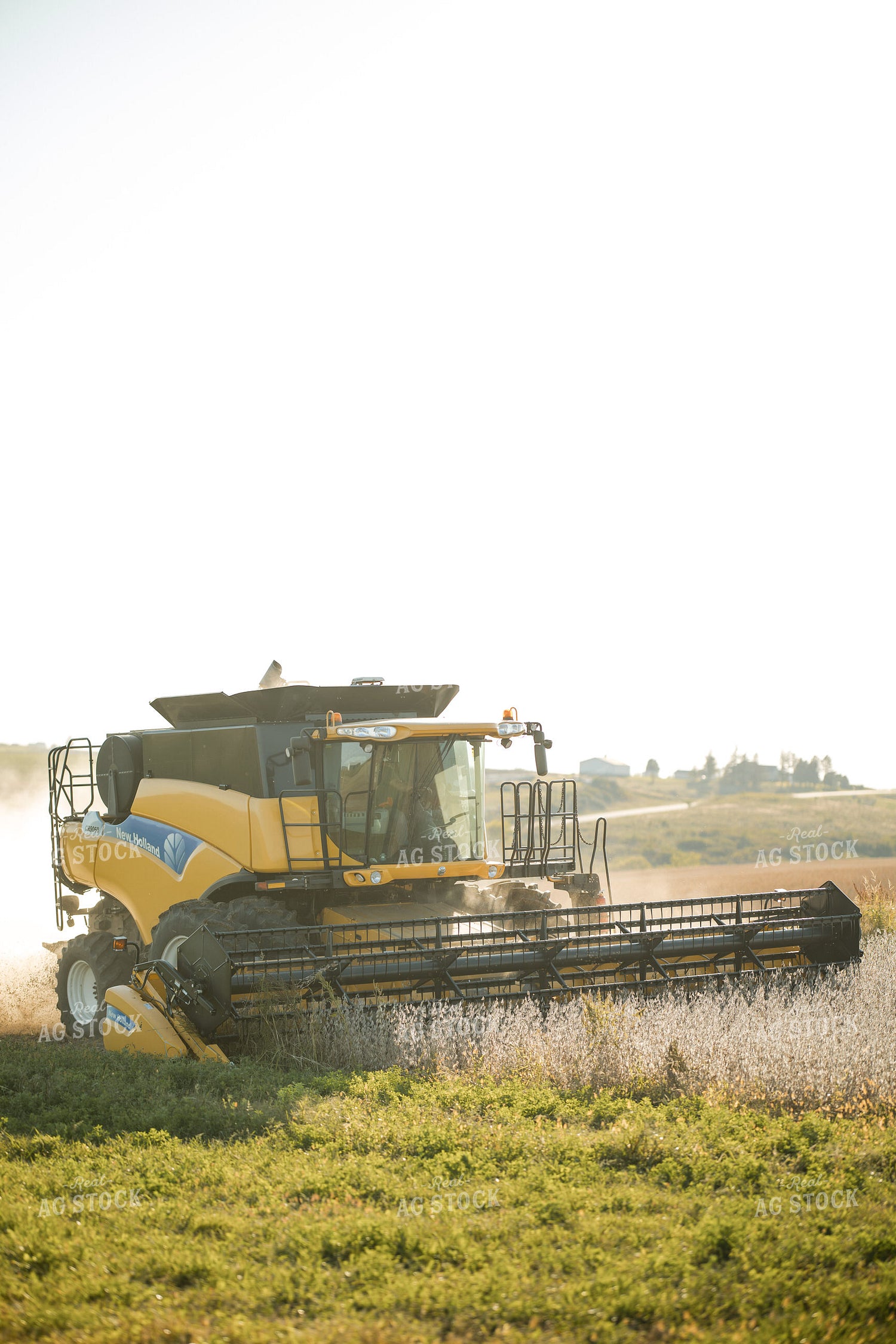 Soybean Harvest 215107