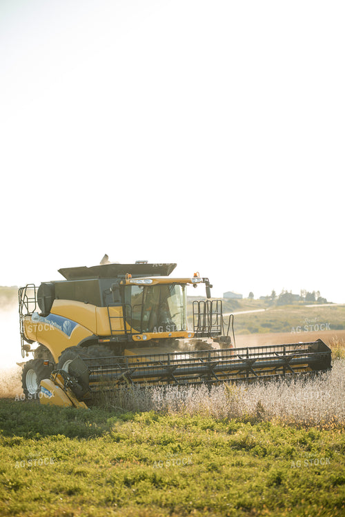 Soybean Harvest 215107