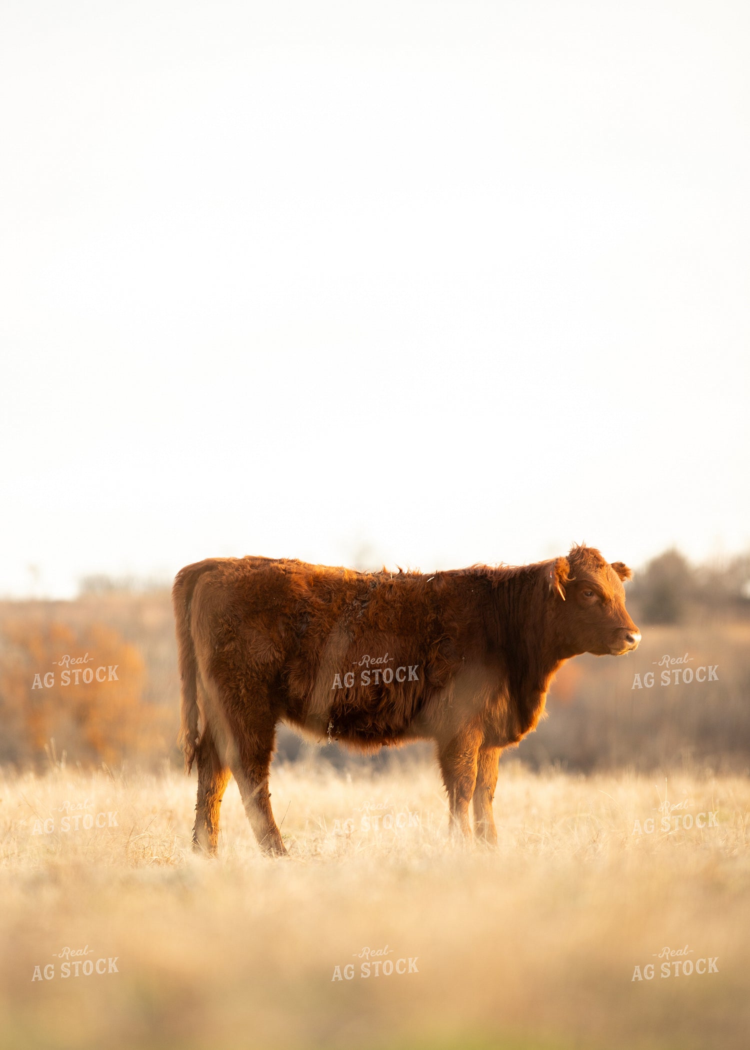 Red Angus Cattle 264007