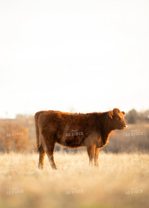 Red Angus Cattle 264007